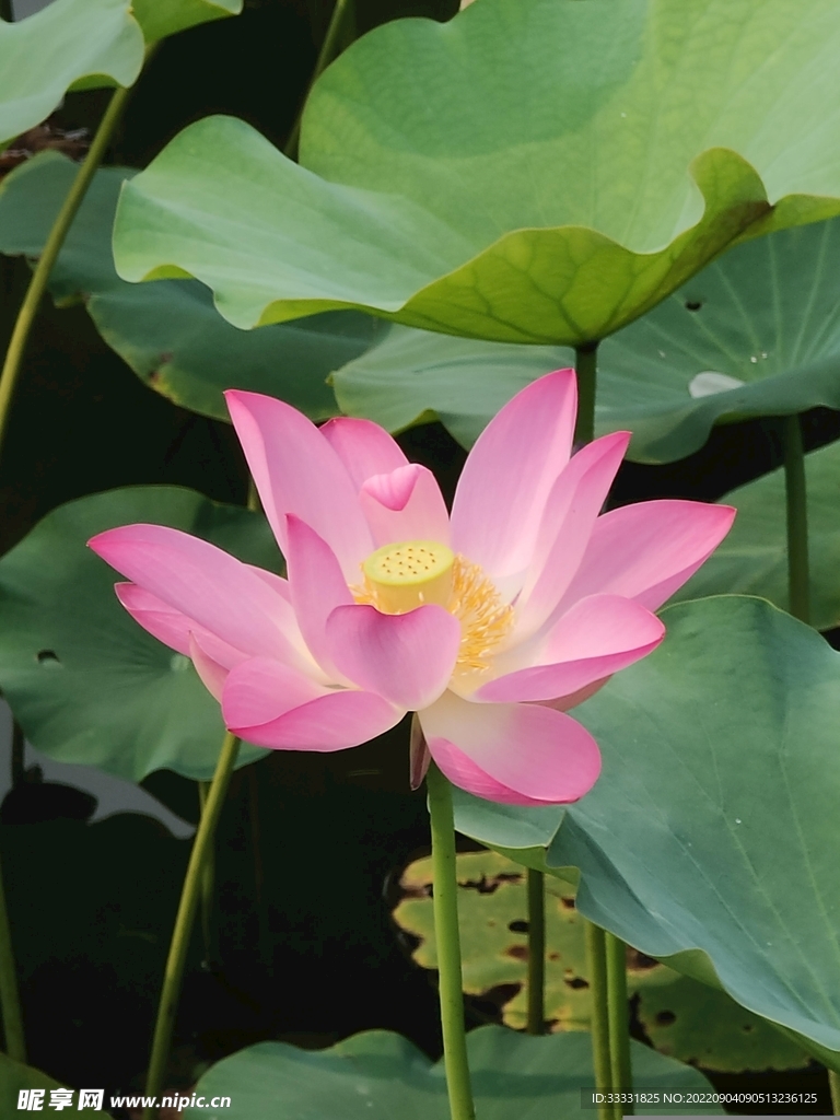 莲花