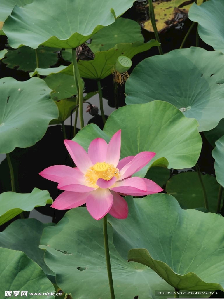 莲花