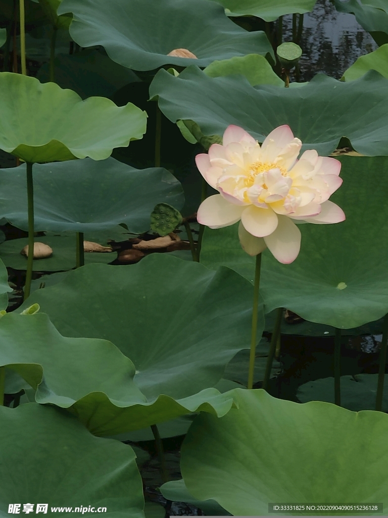 莲花