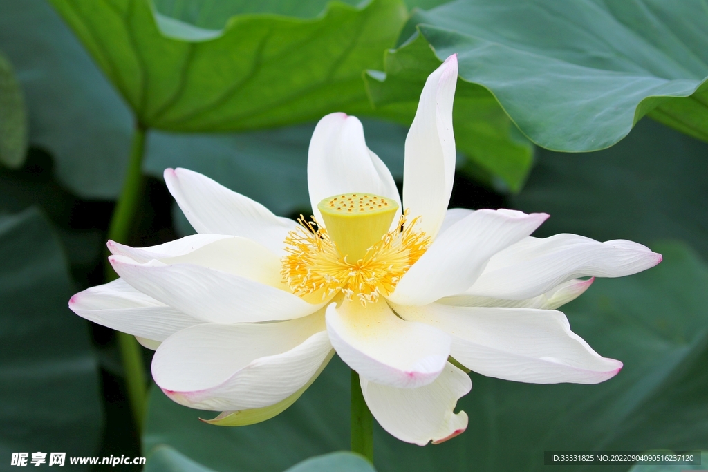 莲花