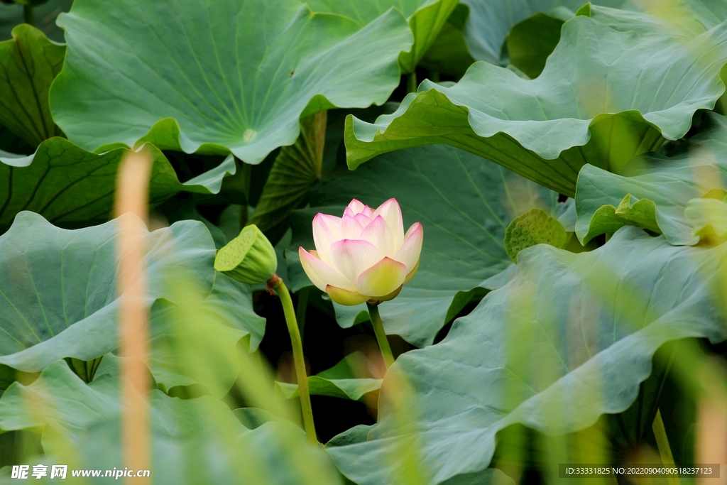 莲花