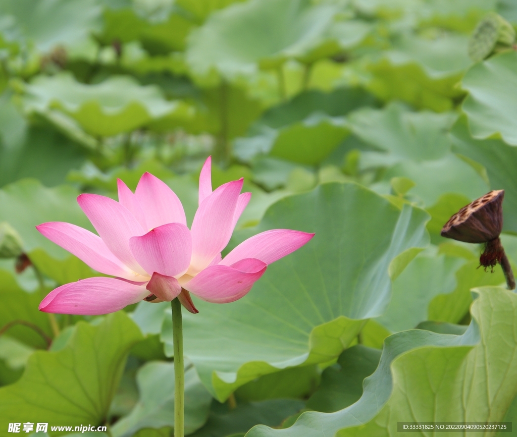 莲花