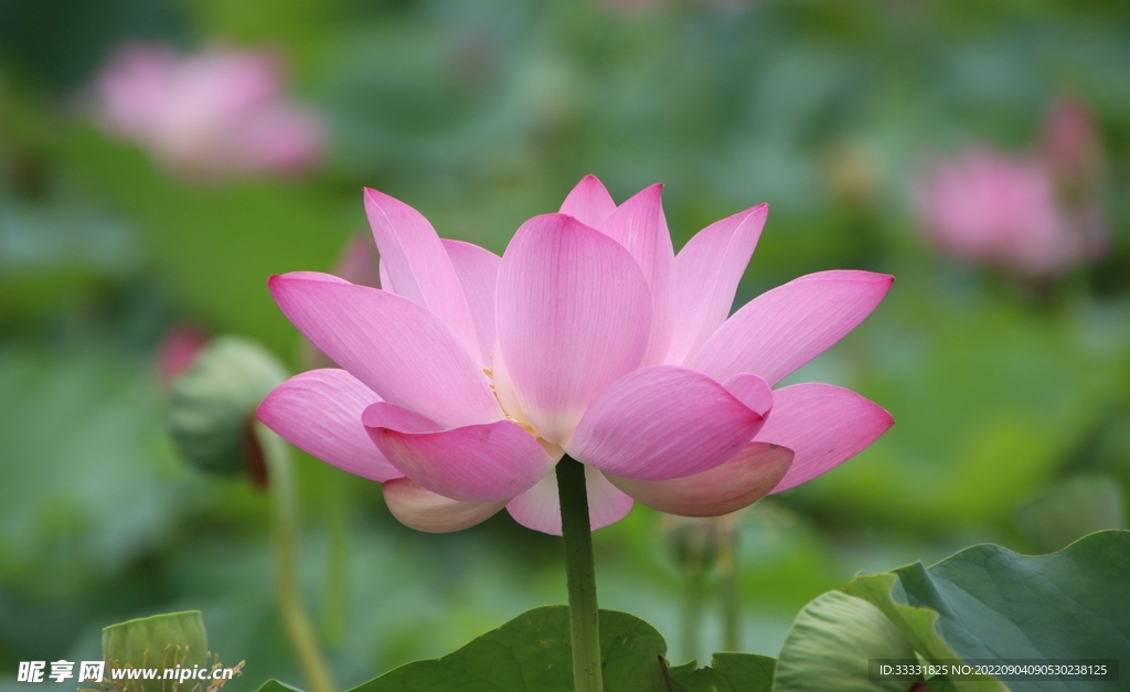 莲花