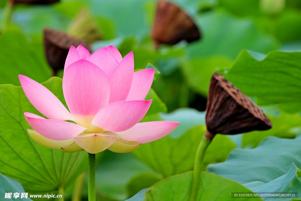 莲花