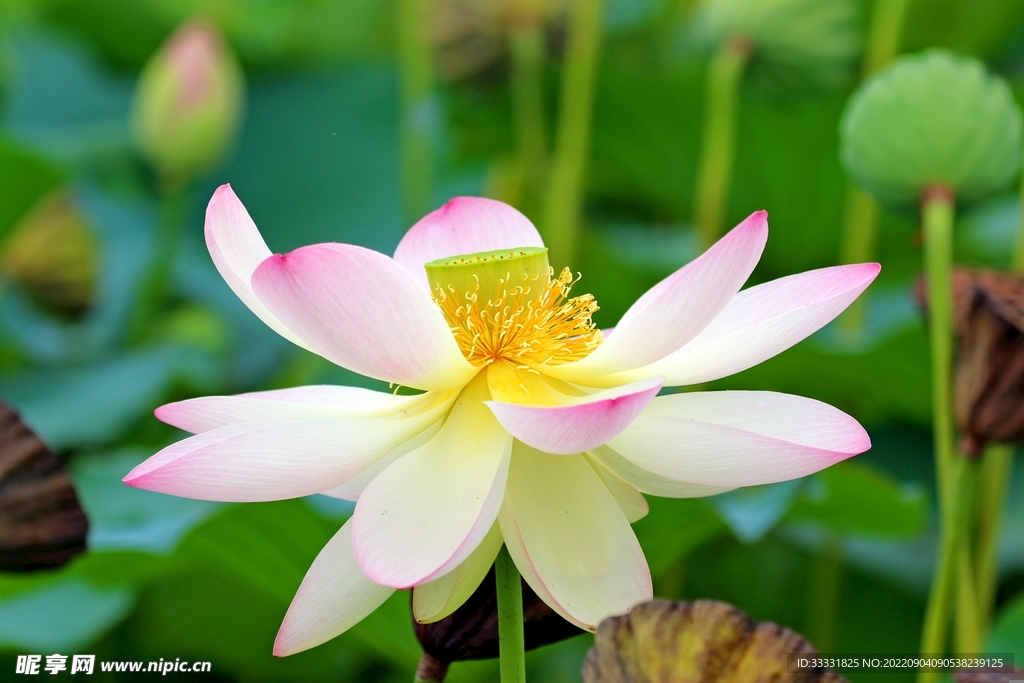 莲花