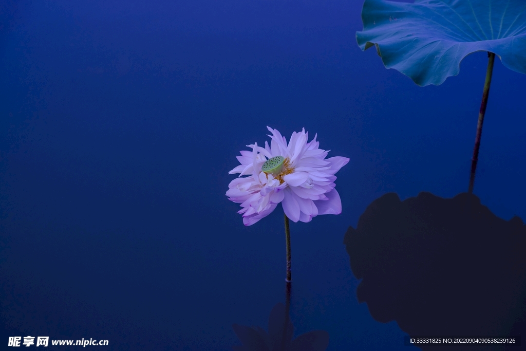 莲花