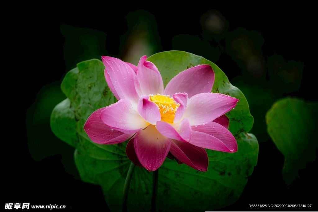 莲花