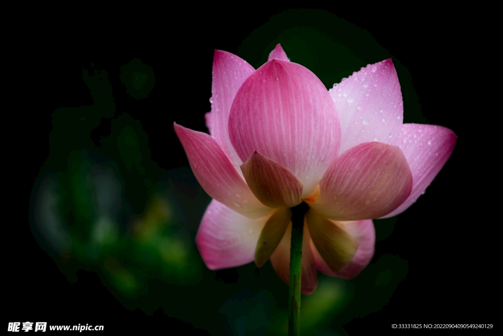 莲花