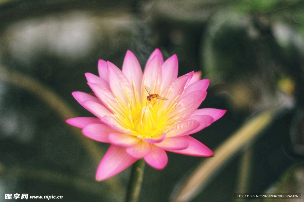 莲花