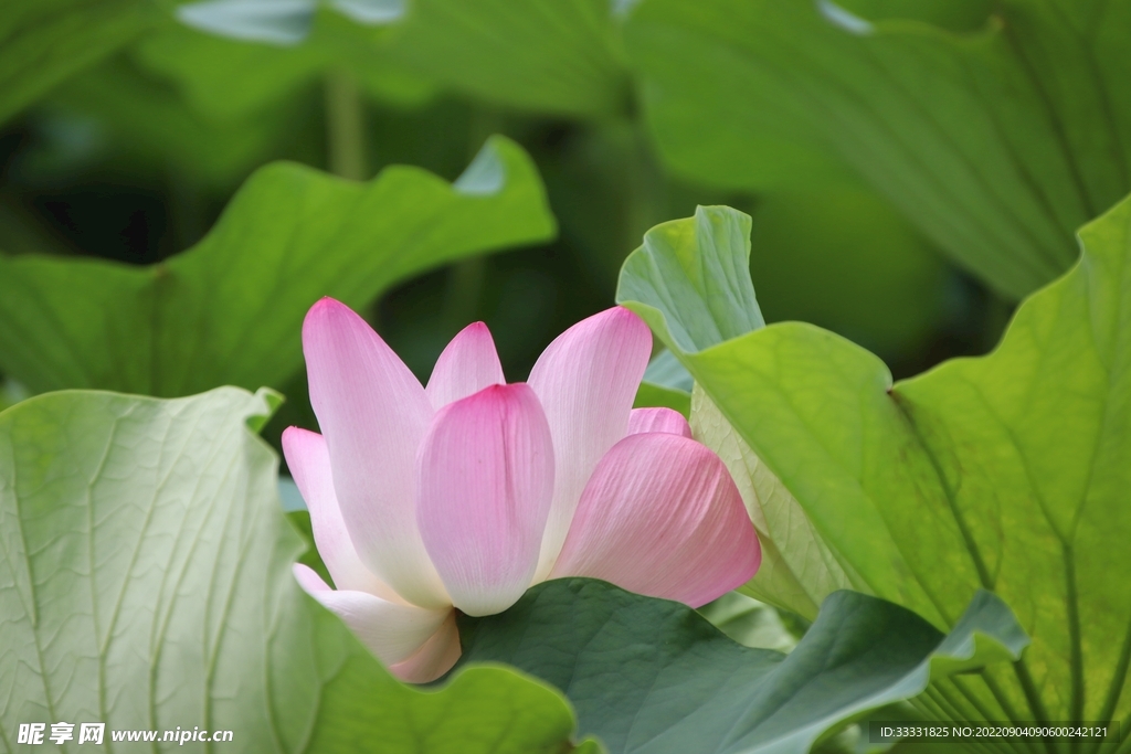 莲花