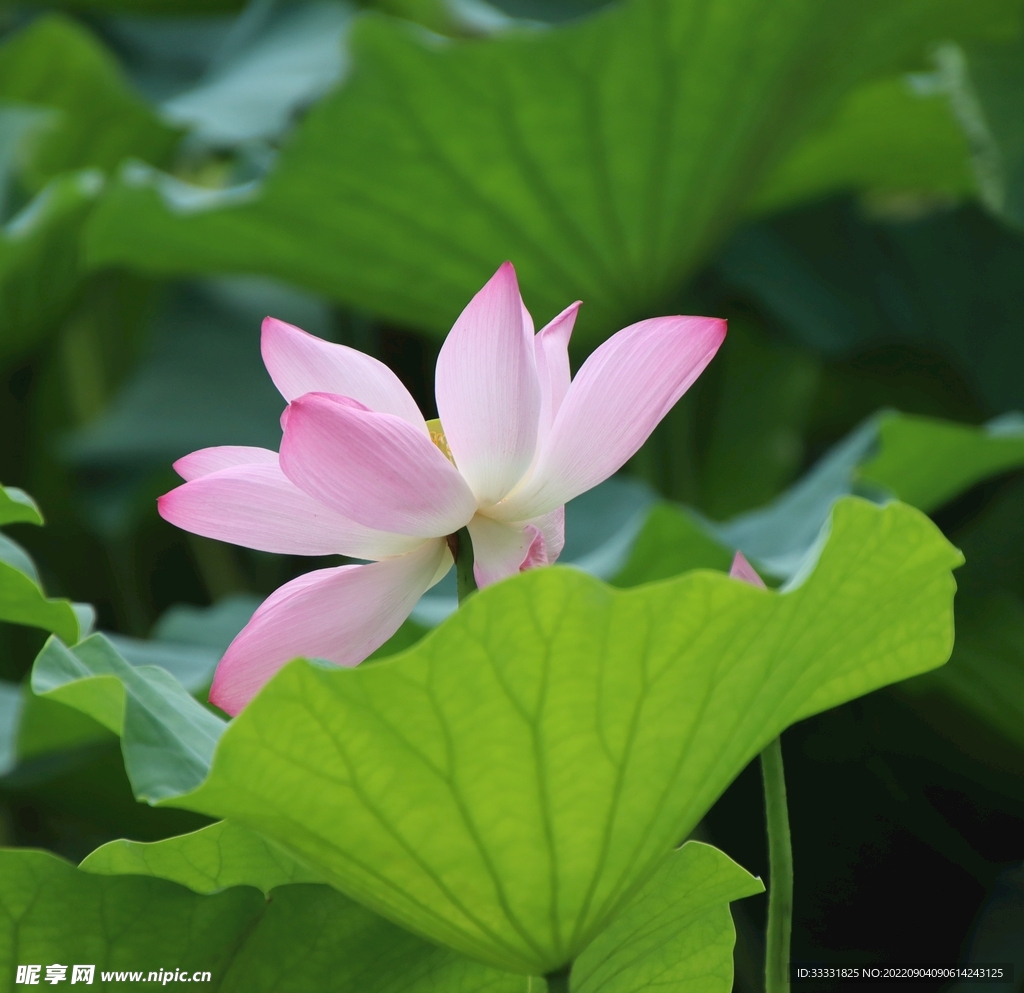 莲花