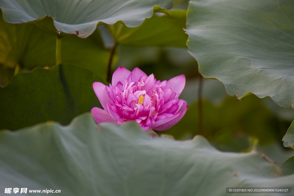 莲花