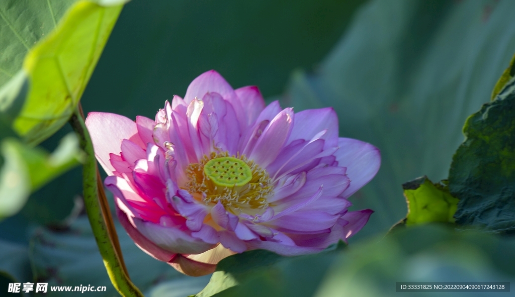 莲花