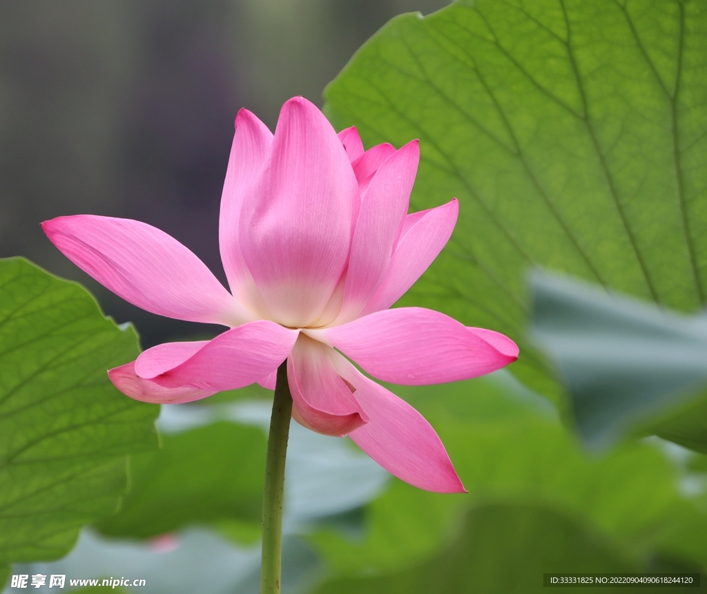 莲花
