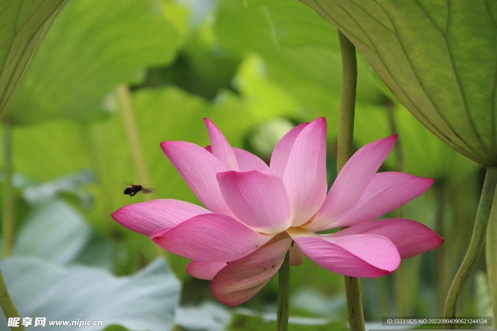 莲花