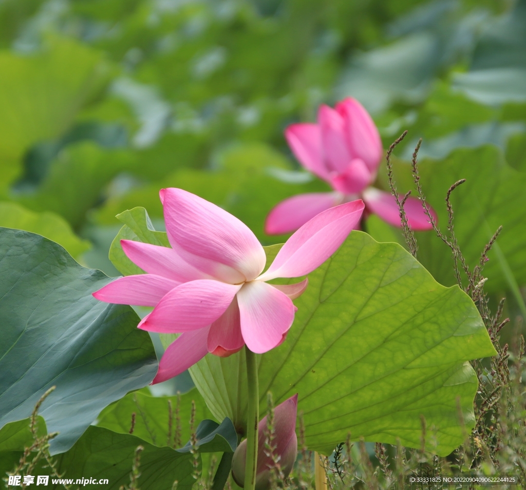 莲花