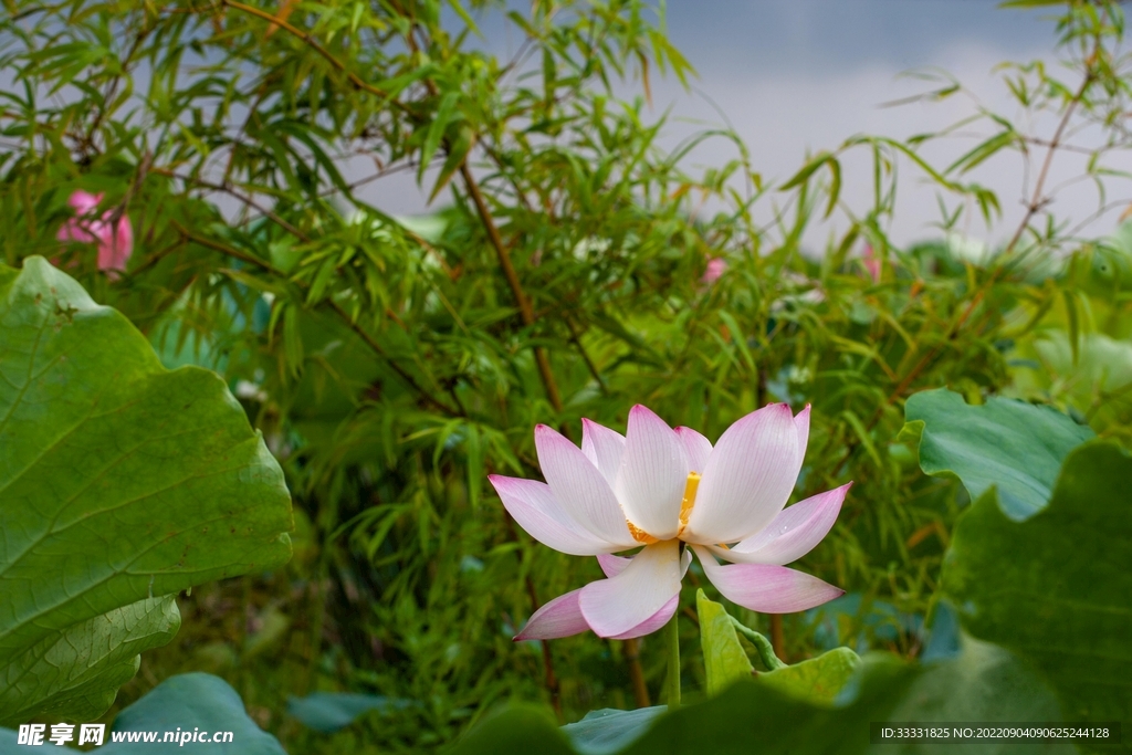 莲花