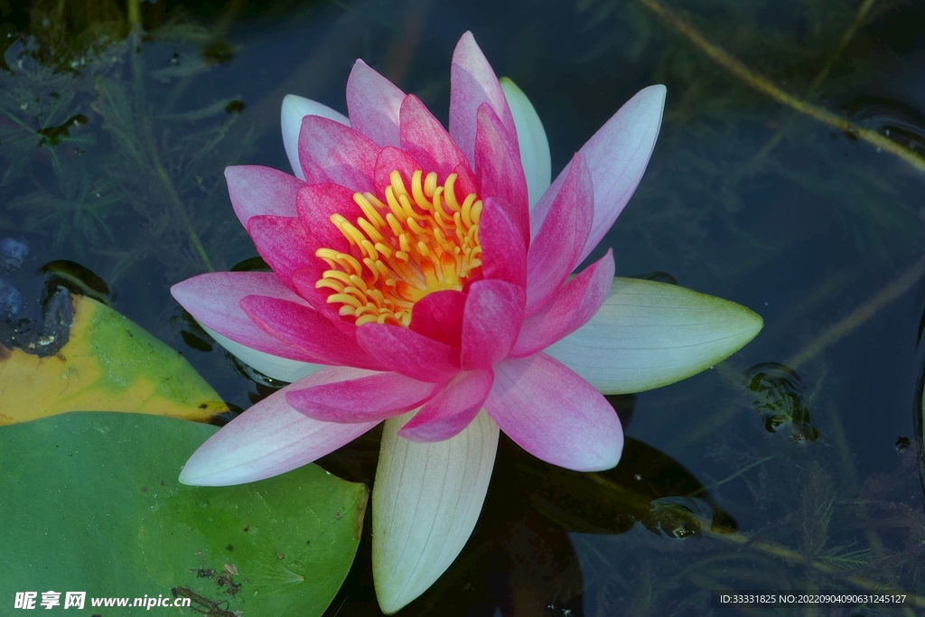 莲花