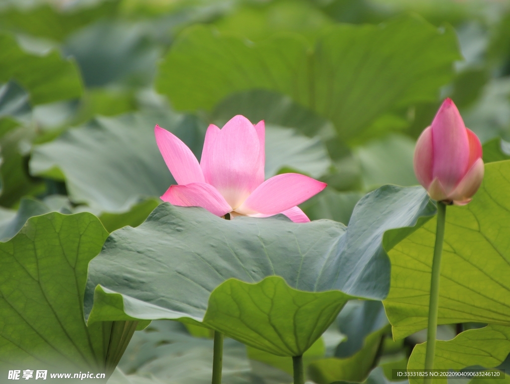 莲花
