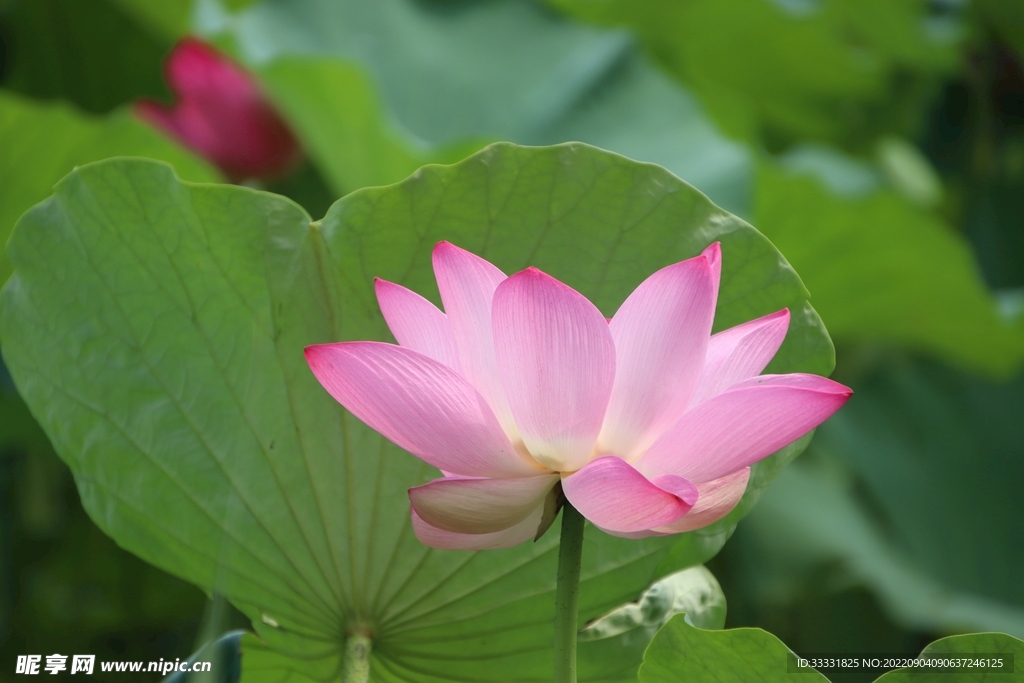 莲花