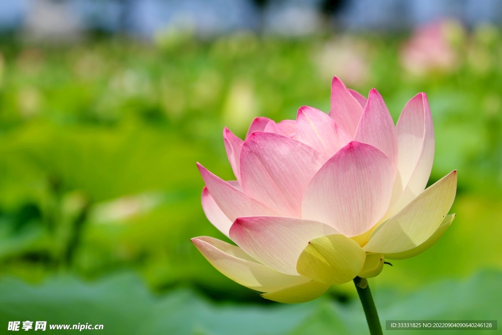 莲花