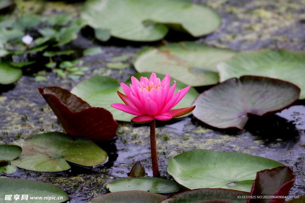 莲花