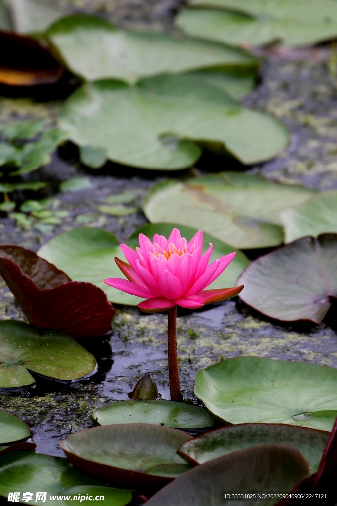 莲花