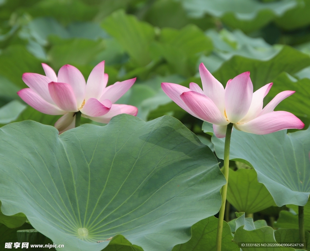 莲花