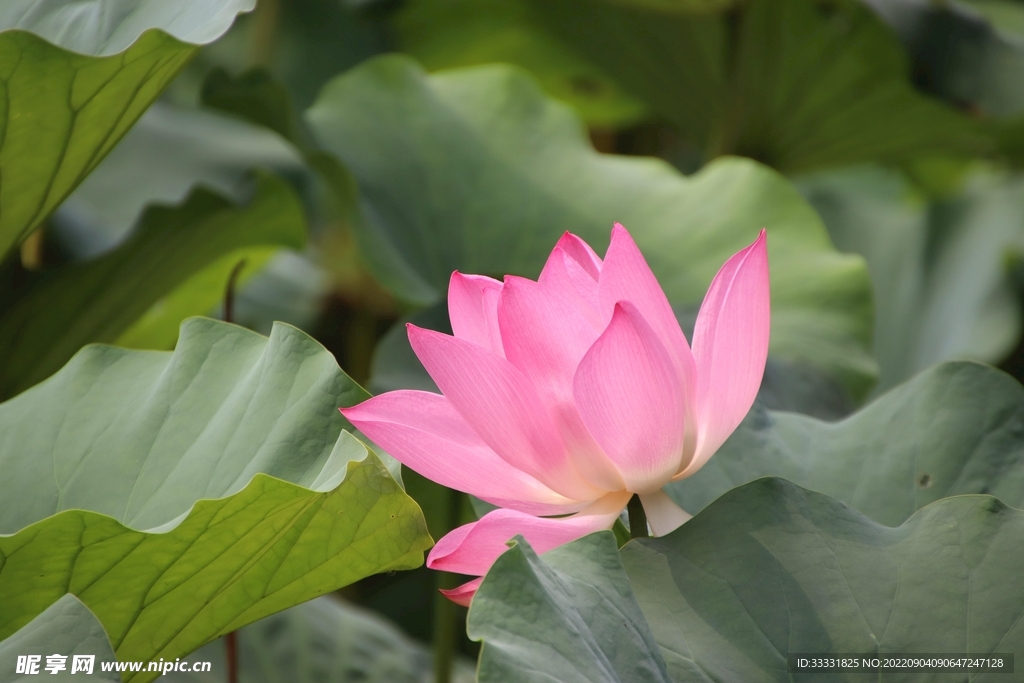 莲花