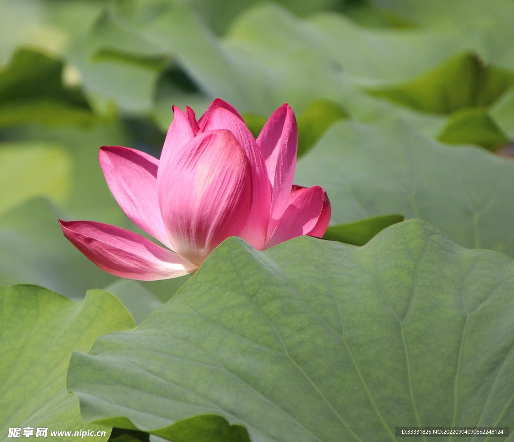 莲花