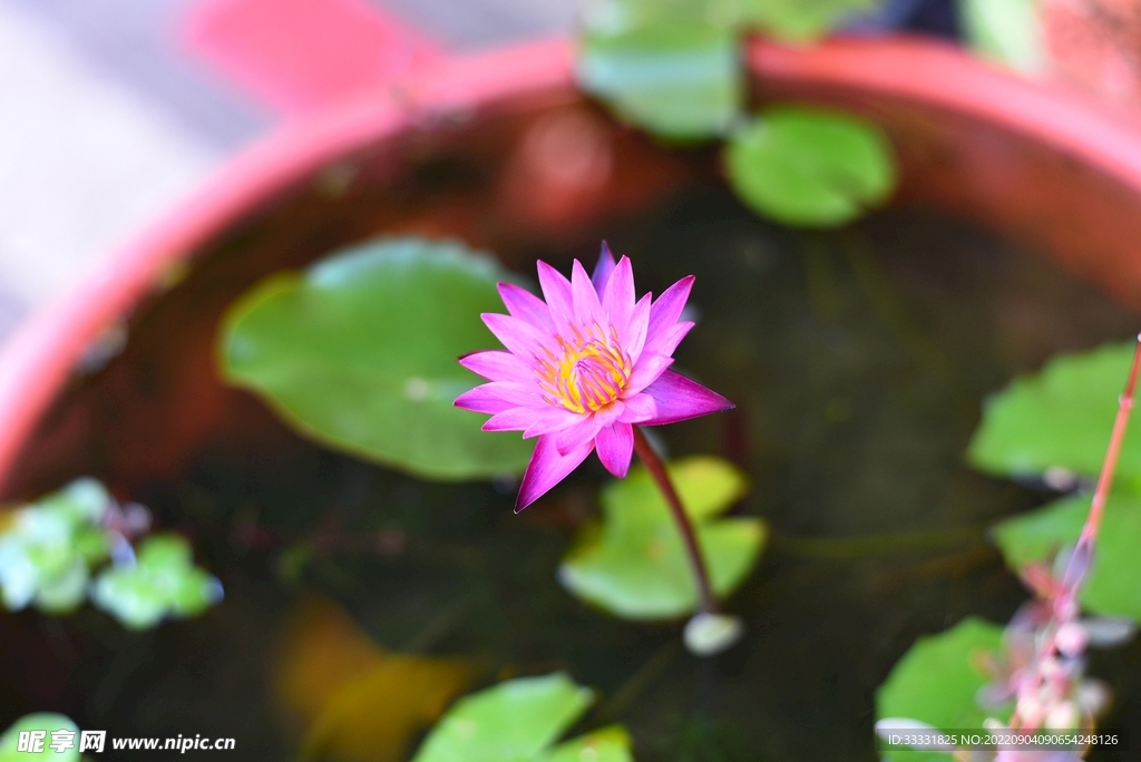 莲花