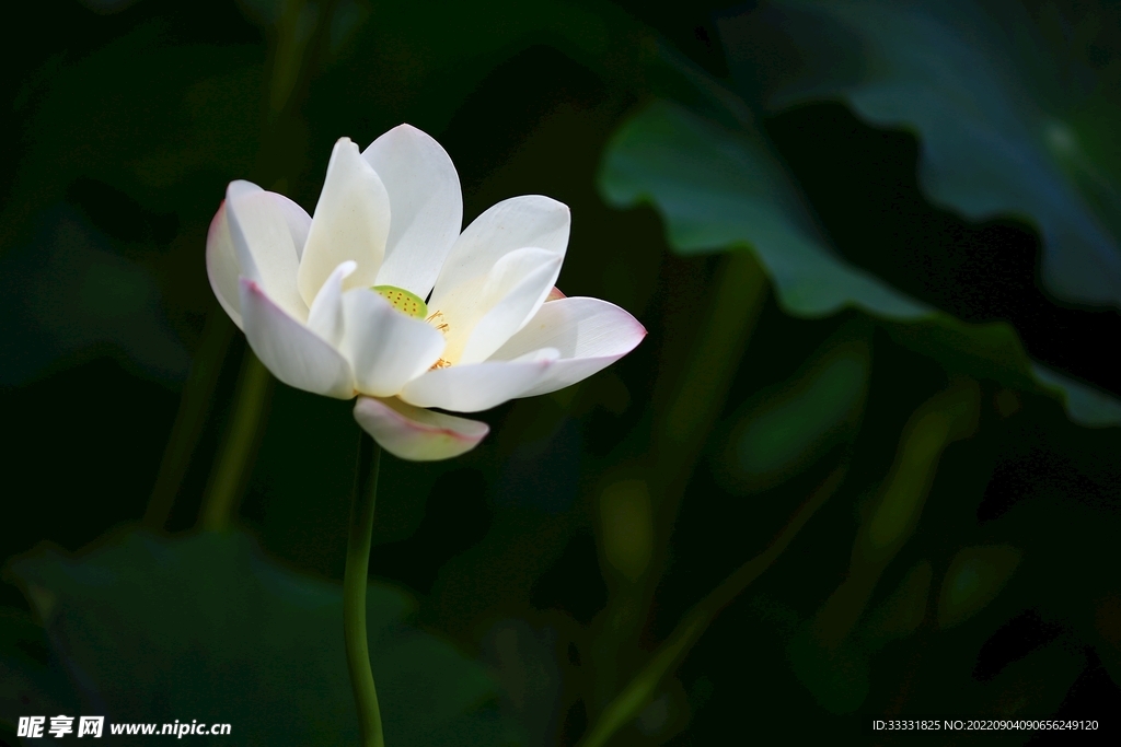 莲花