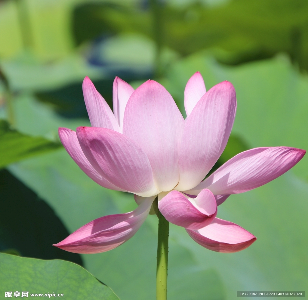 莲花