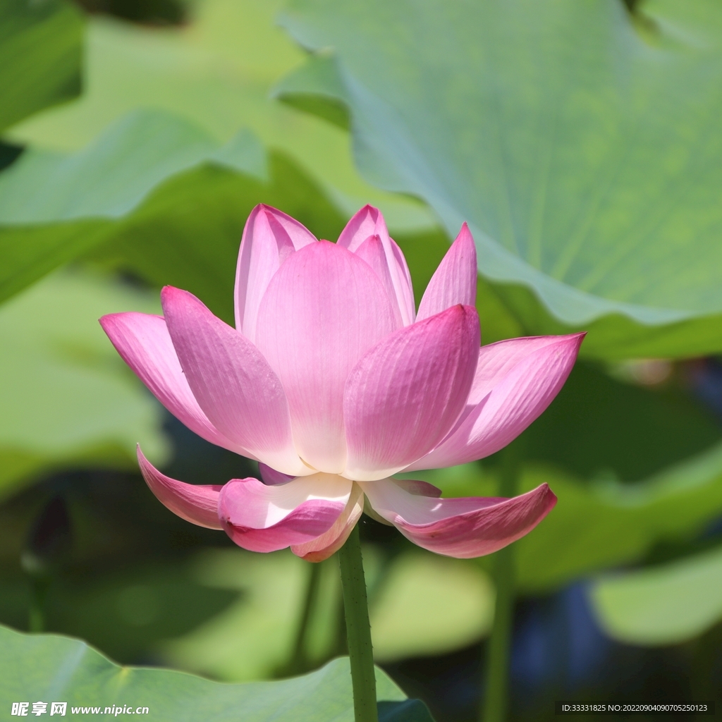 莲花