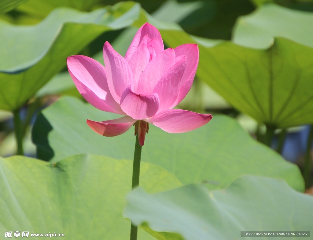 莲花