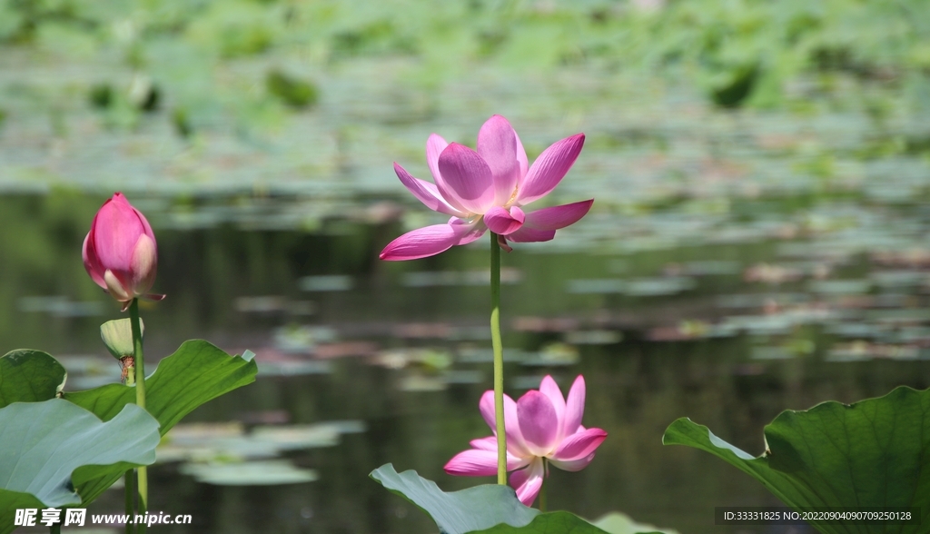 莲花