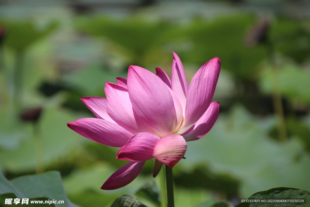 莲花