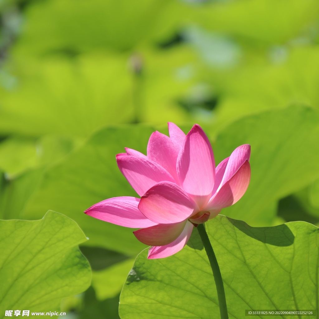 莲花