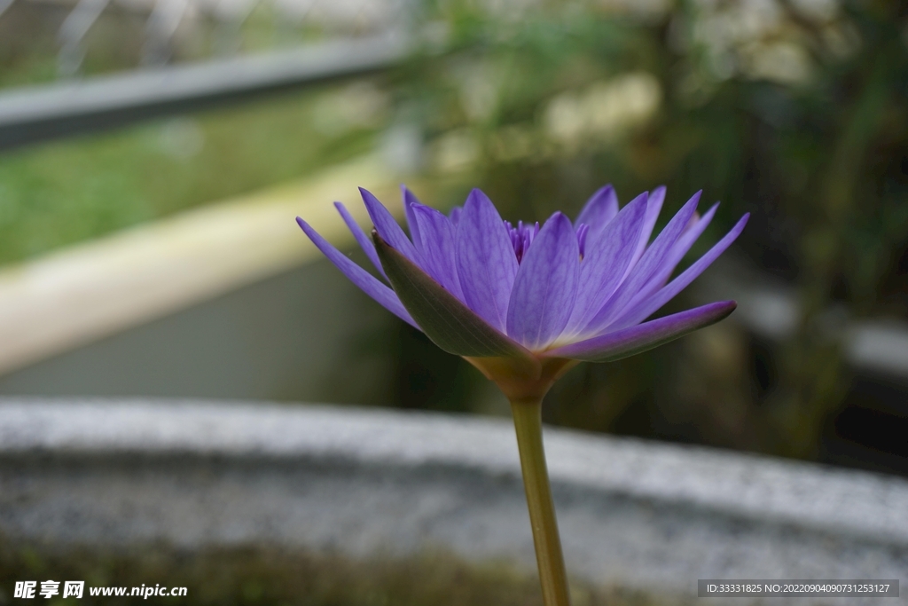 莲花