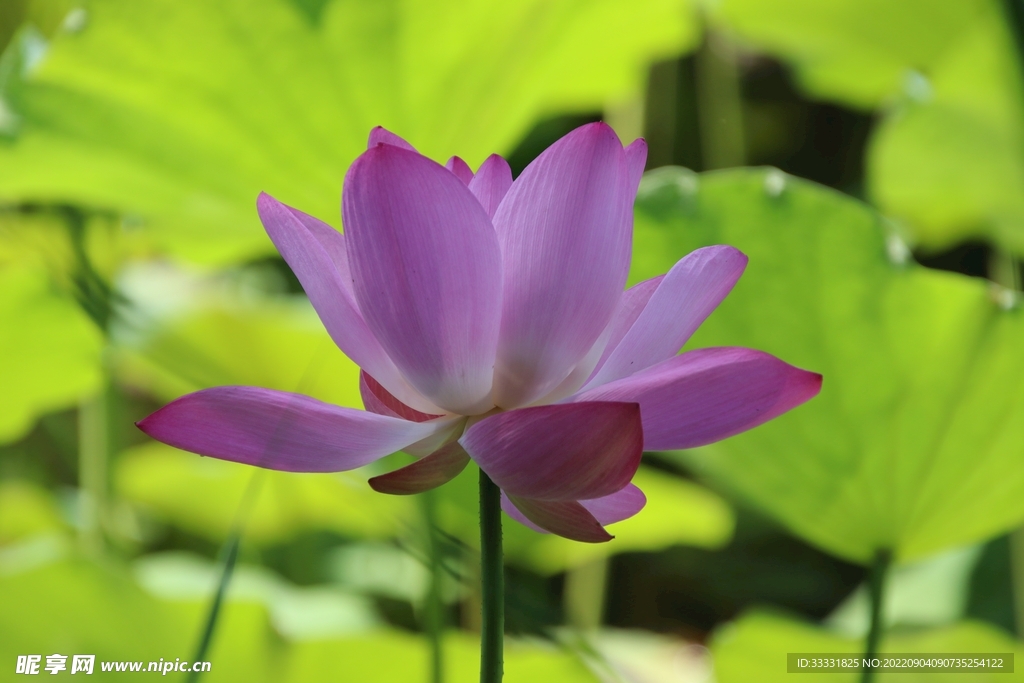 莲花