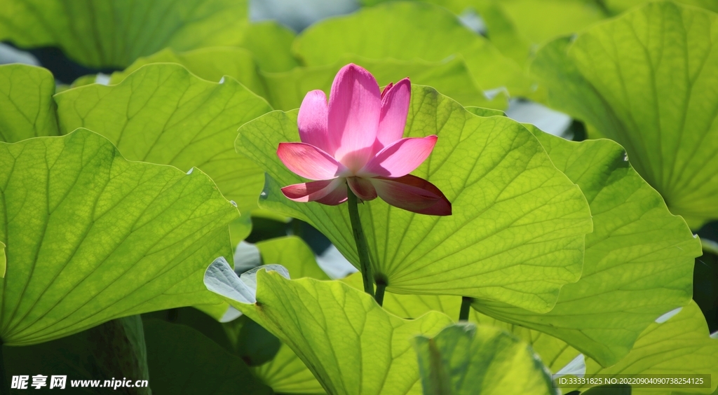 莲花