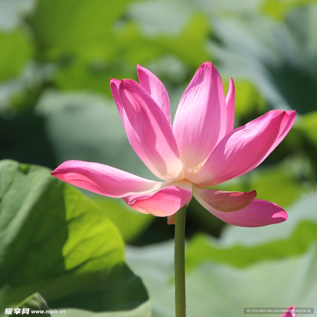 莲花