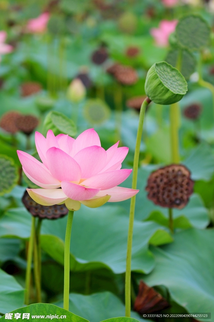莲花