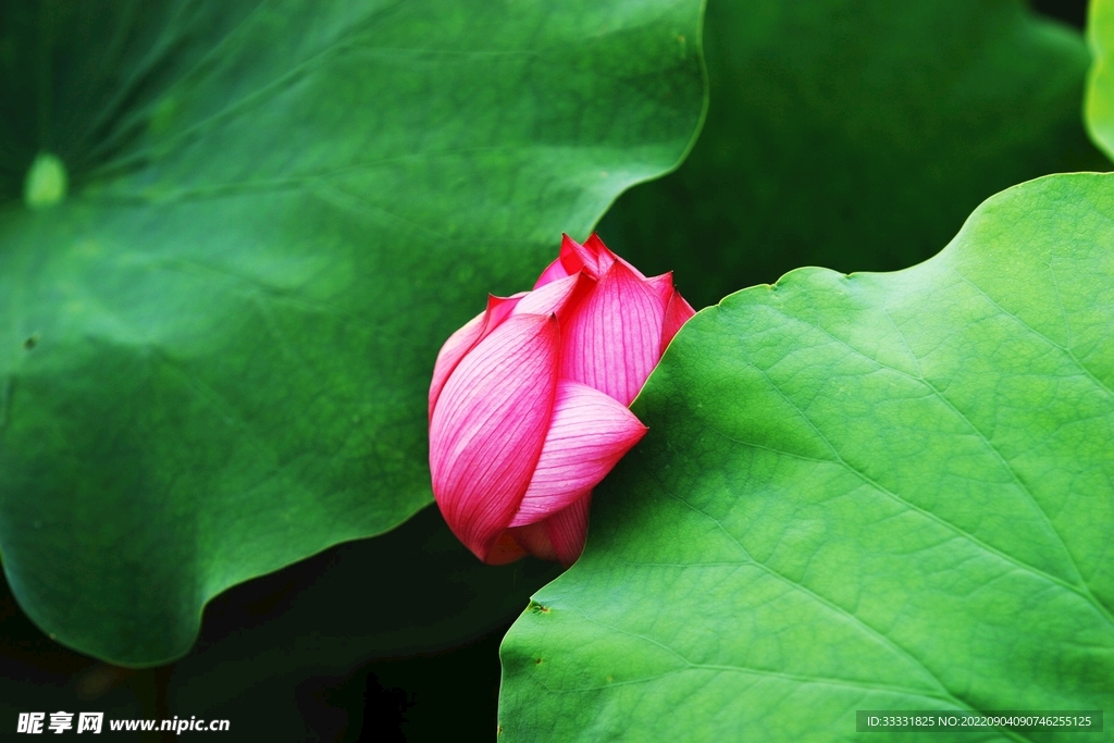 莲花