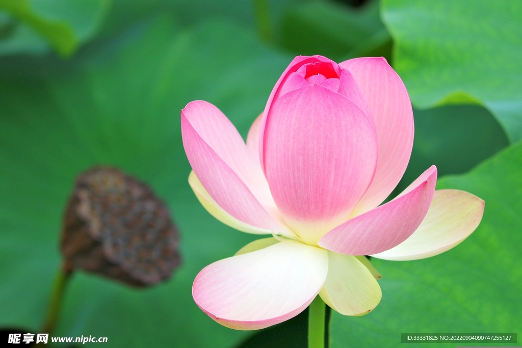 莲花