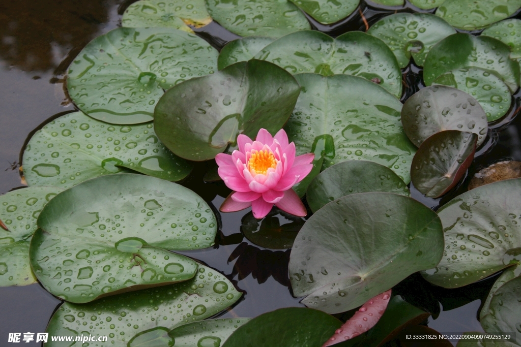 莲花