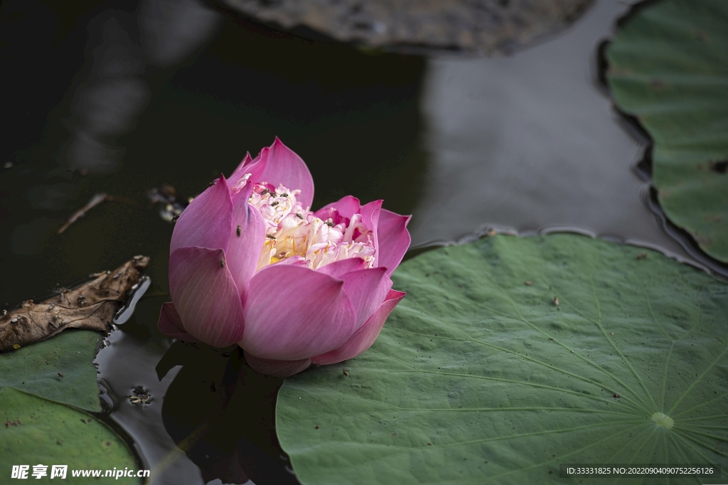 莲花