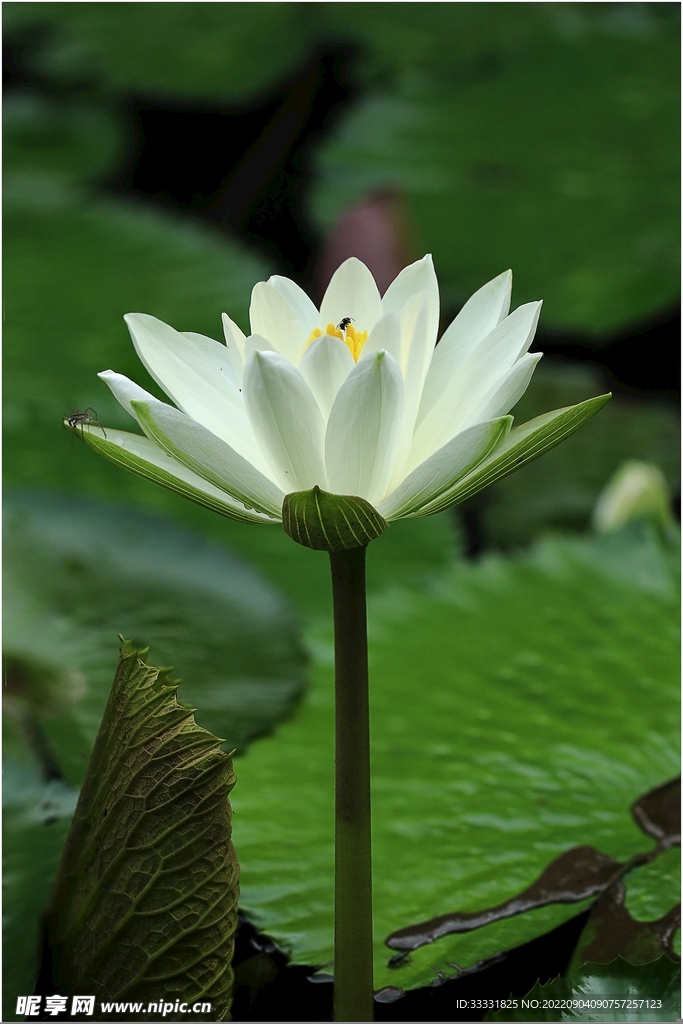莲花