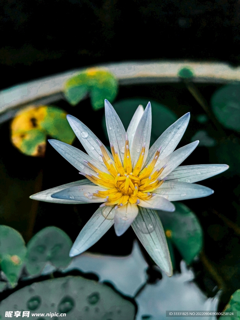 莲花