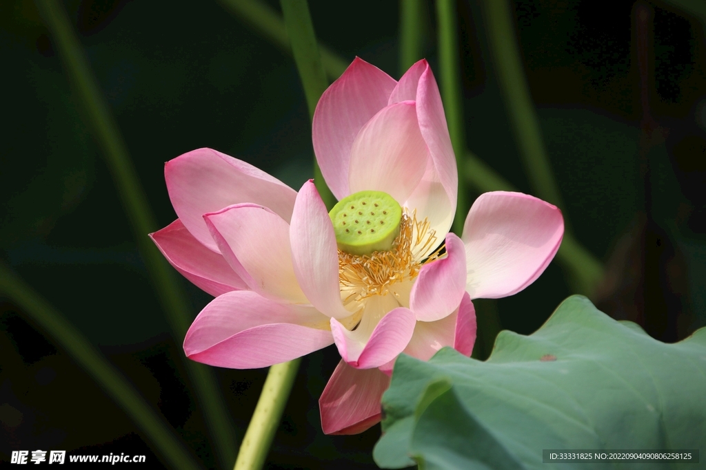 莲花